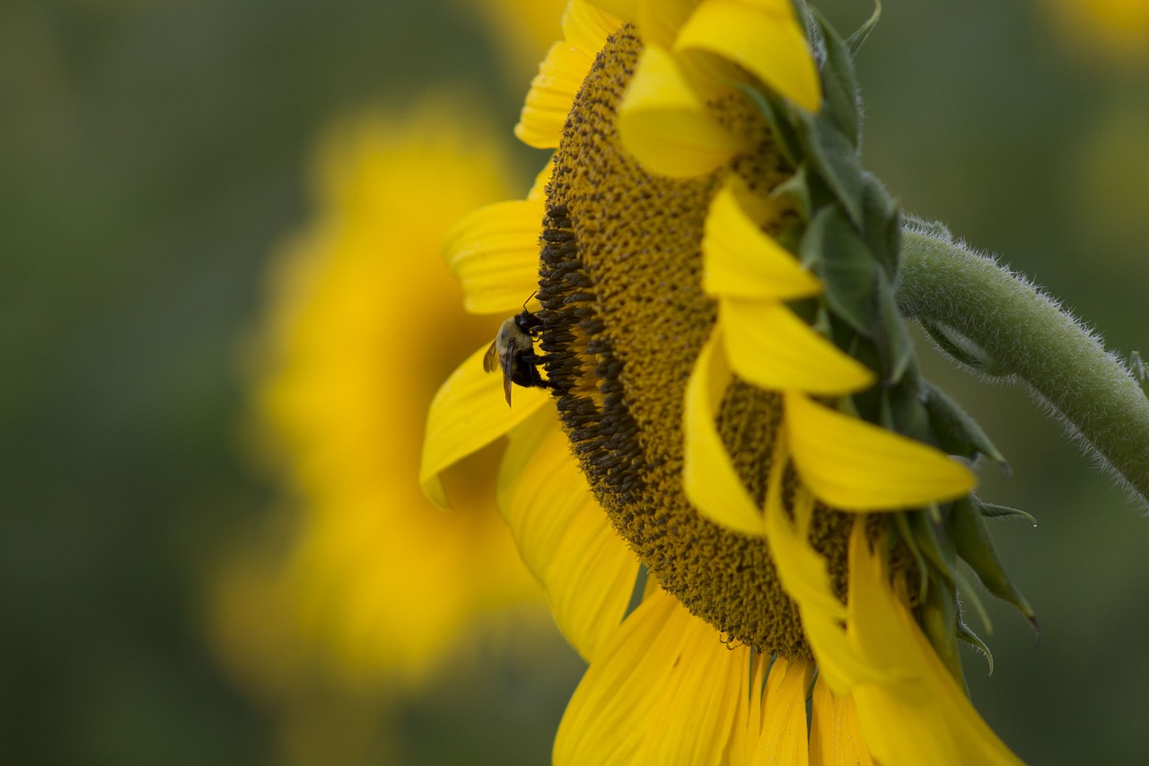 sunflower bee yellow free photo