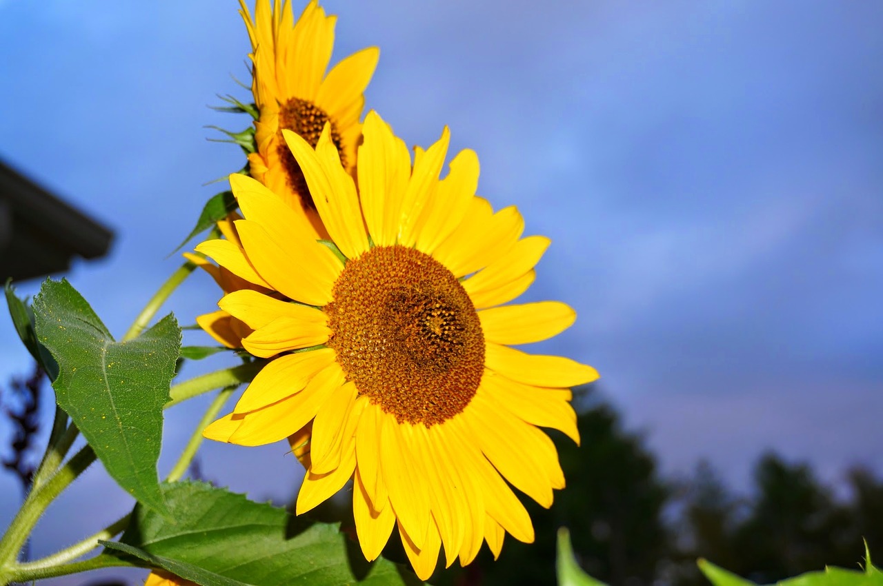 sunflower blue yellow free photo