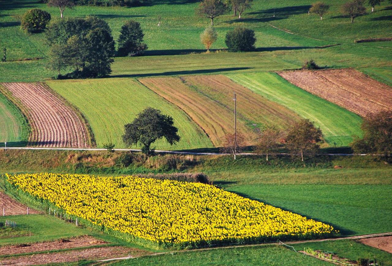 sunflower field landscape free photo