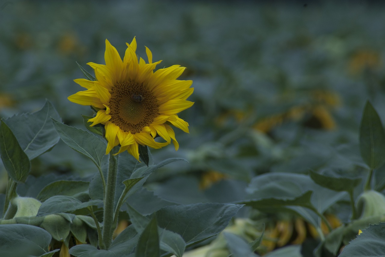 sunflower bee yanqing free photo