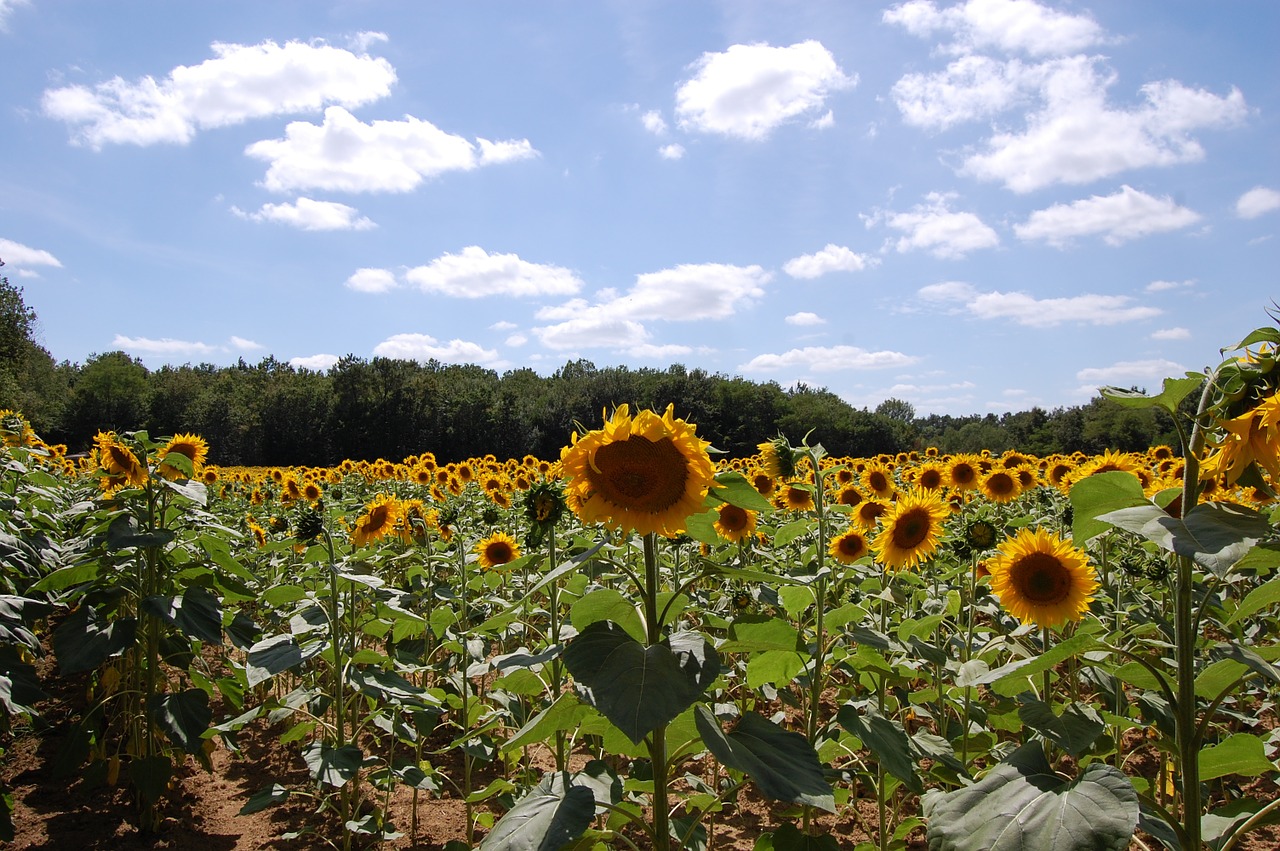 sunflower france sky free photo