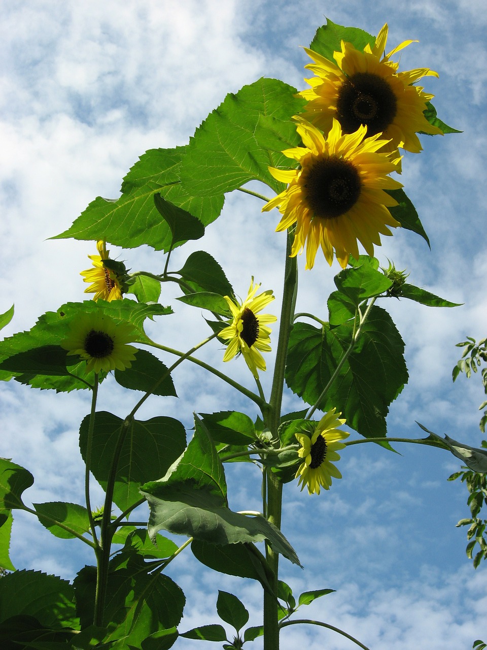 sunflower yellow garden free photo