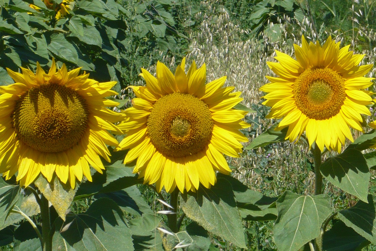 sunflower yellow italy free photo