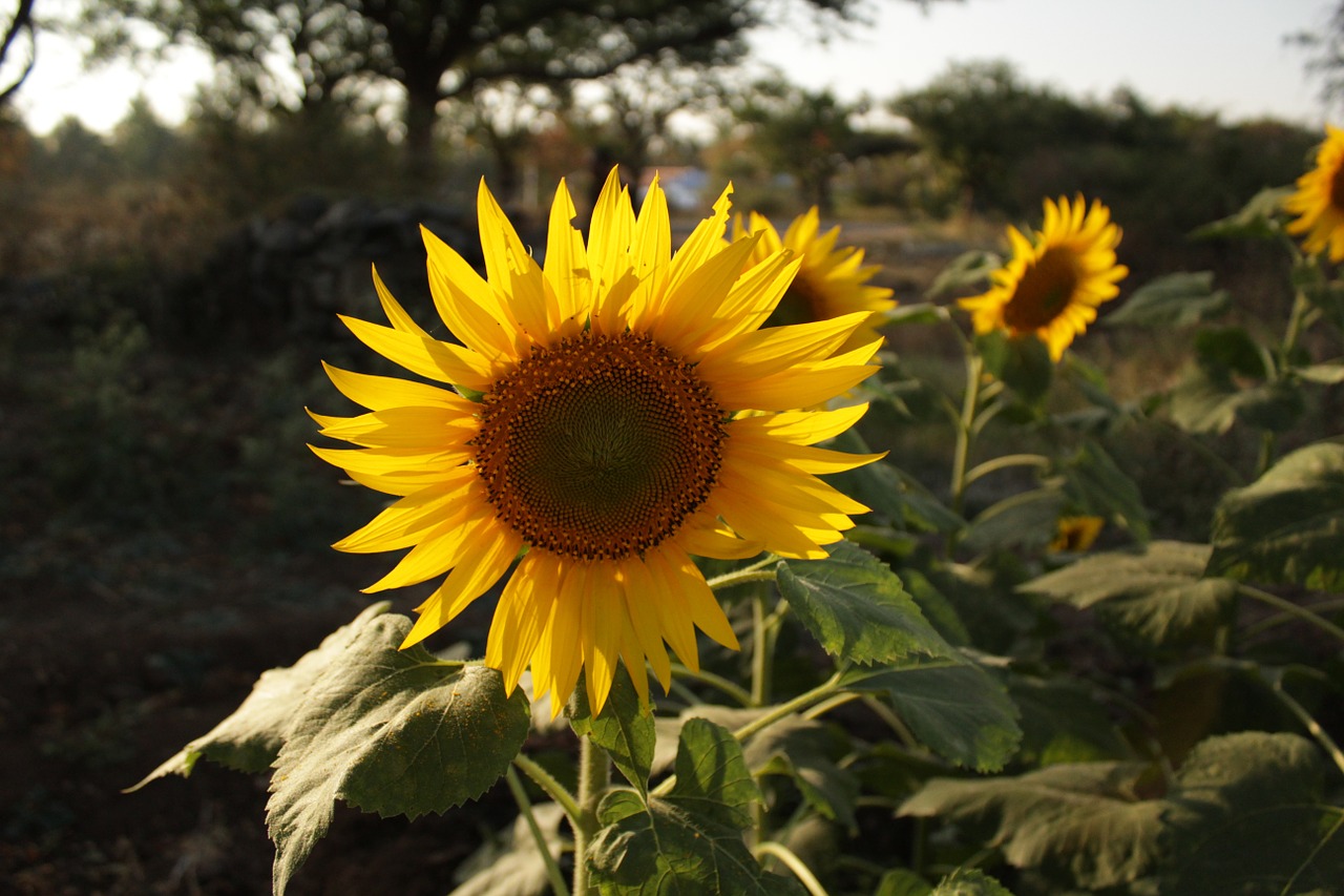 sunflower dallight flower free photo