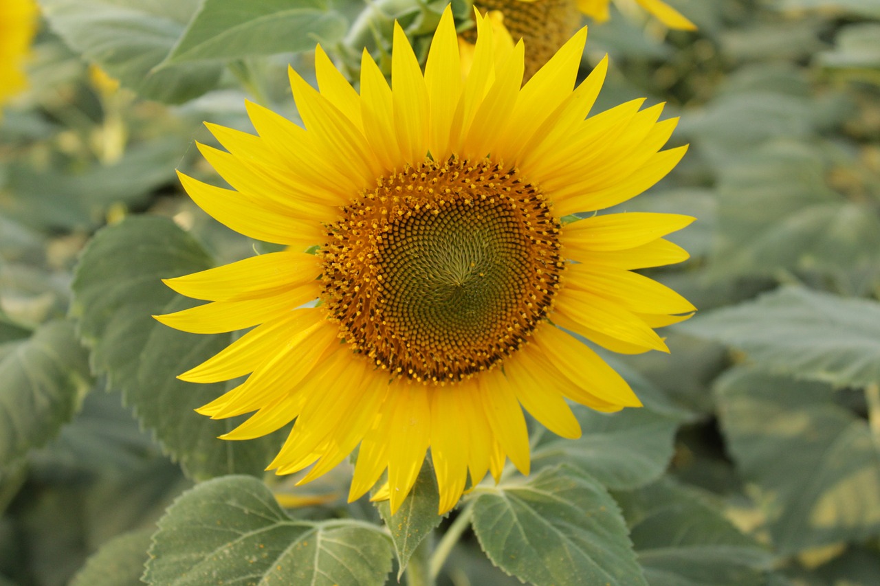 Download free photo of Sunflower,close up suflower,nature,leaves,farm ...