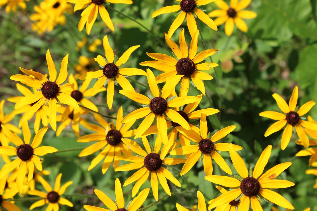 sunflower wildflower yellow free photo