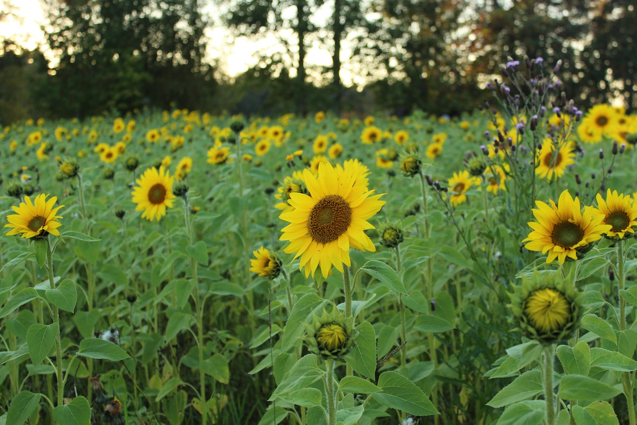 sunflower summer plants free photo