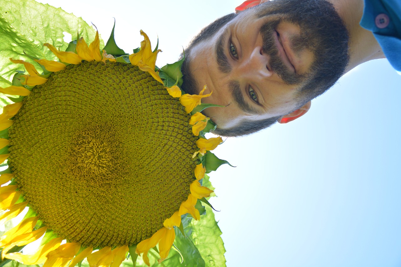 sunflower day solar free photo