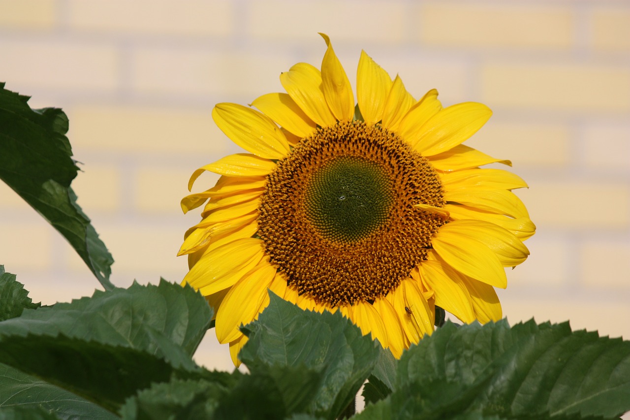 sunflower flower yellow free photo