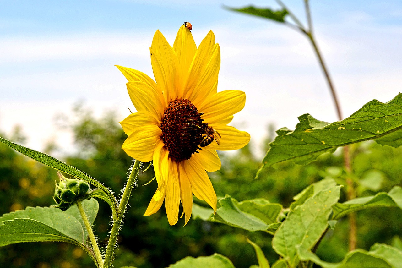 sunflower green beetle free photo