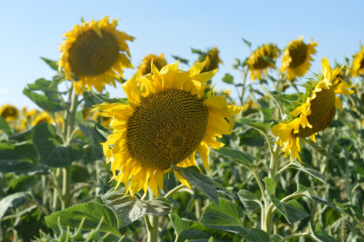 sunflower happy nature free photo