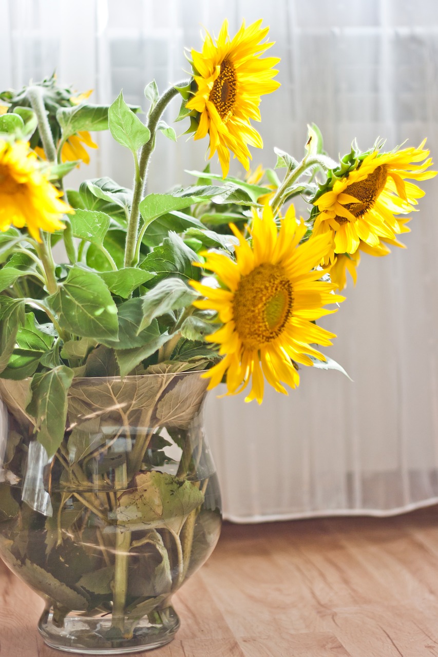 sunflower vase yellow free photo