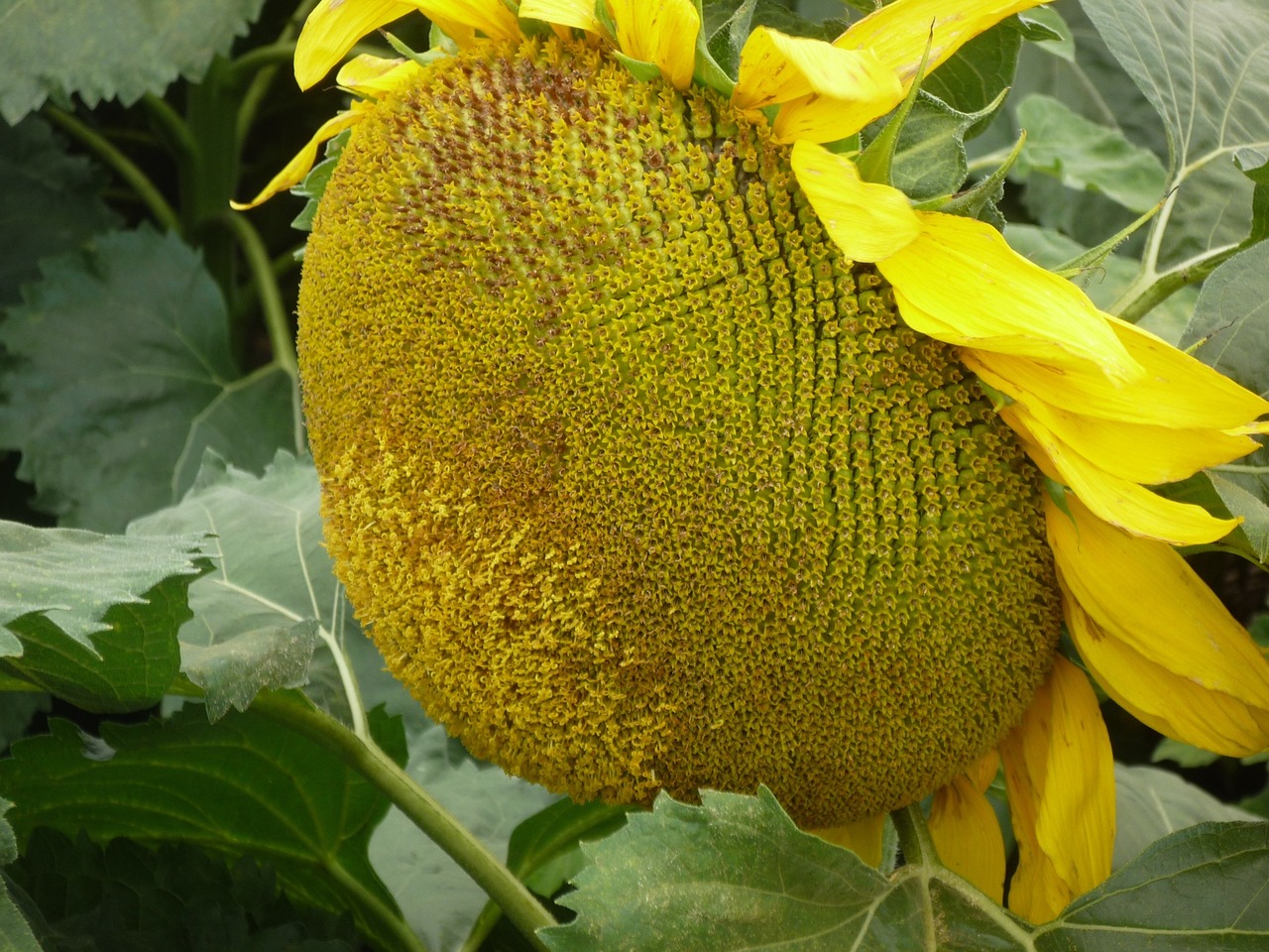 sunflower flower alive free photo