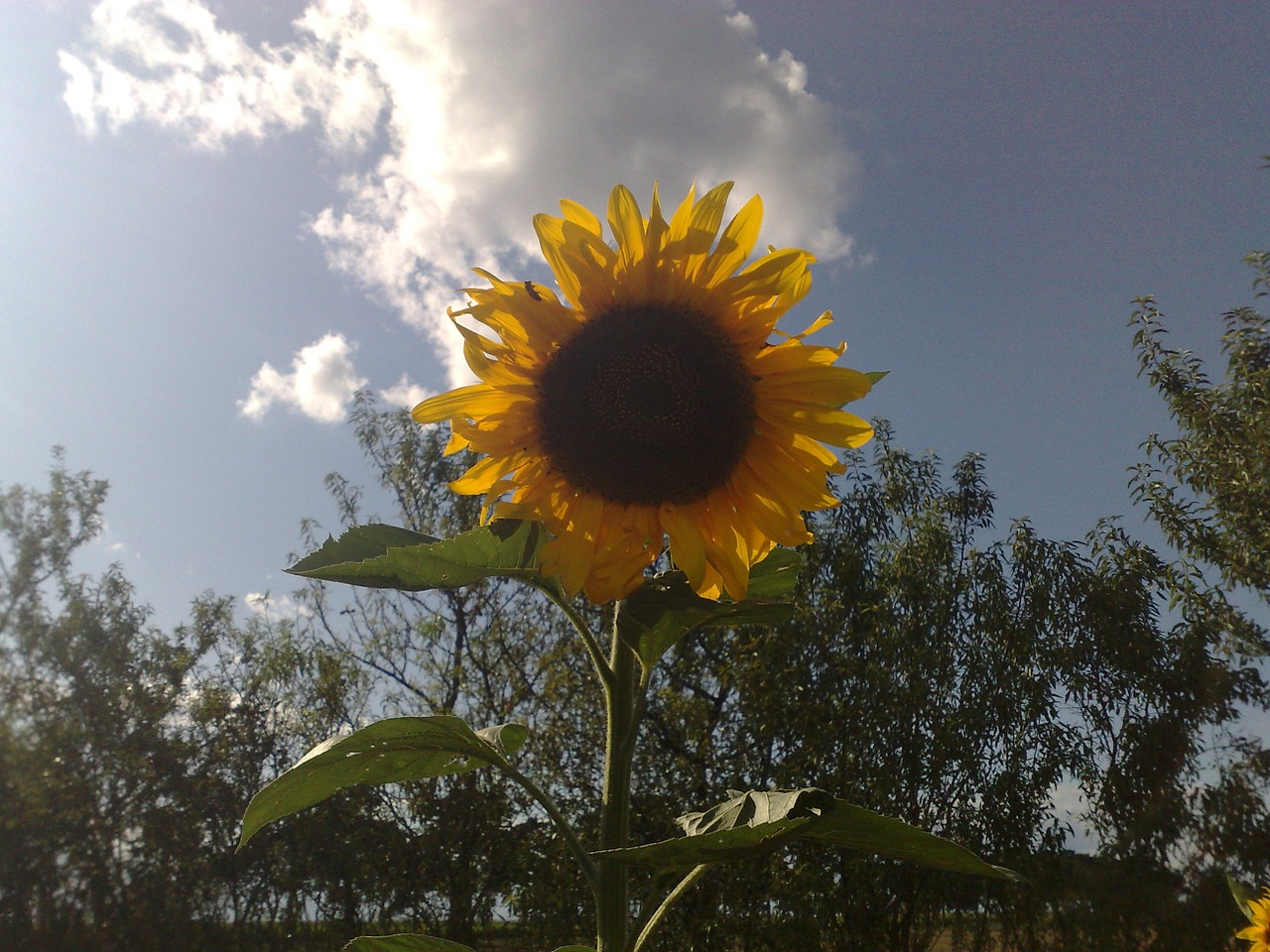 sunflower alone nature free photo