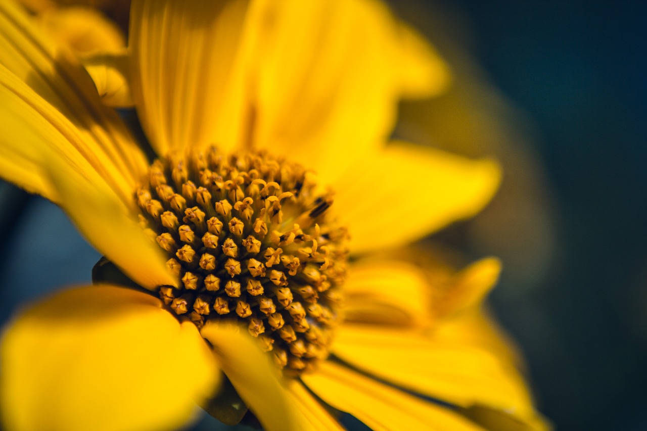 sunflower yellow floral free photo