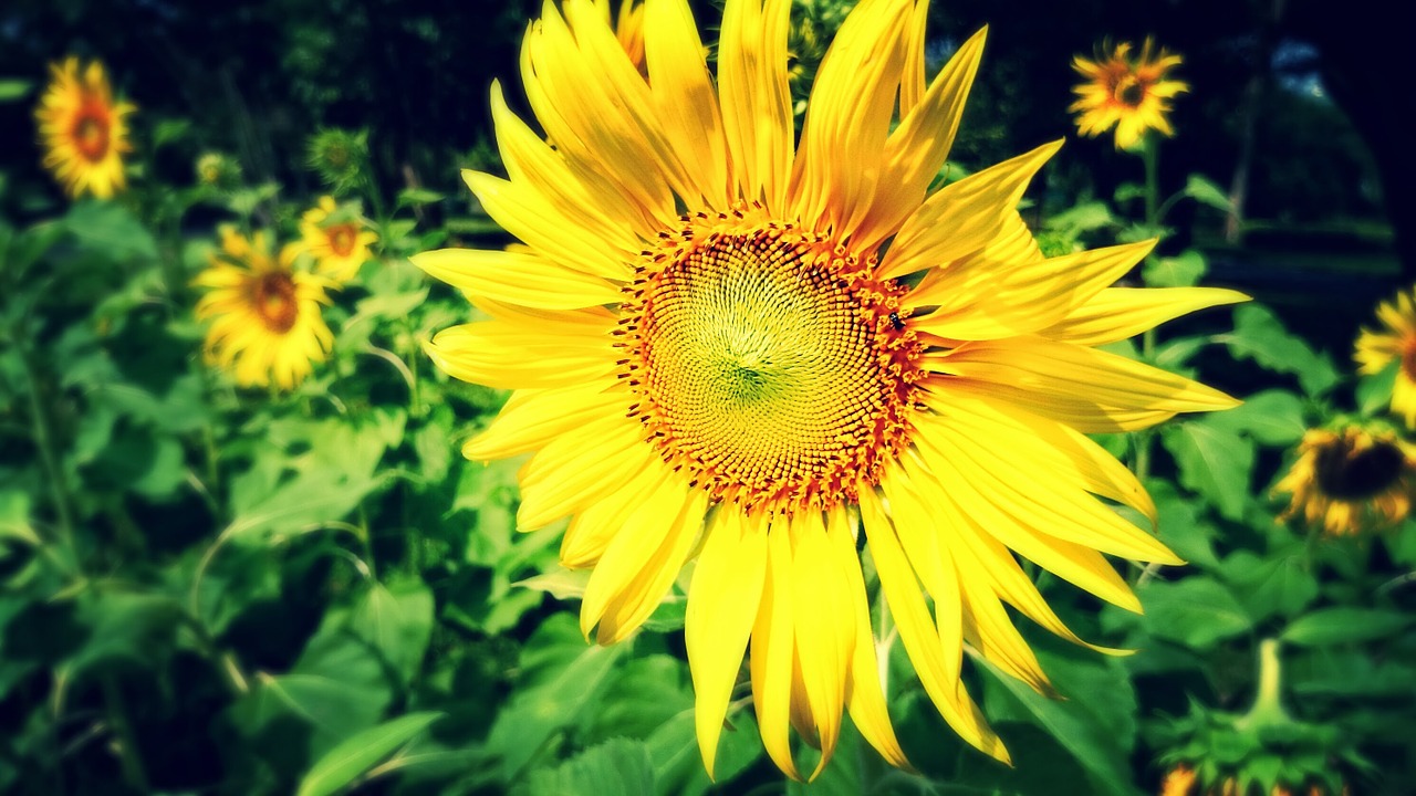 sunflower garden yellow flower free photo