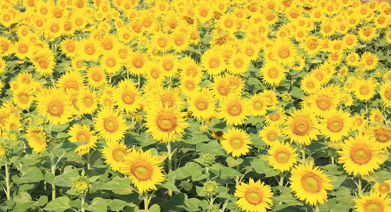 sunflower handling autumn free photo