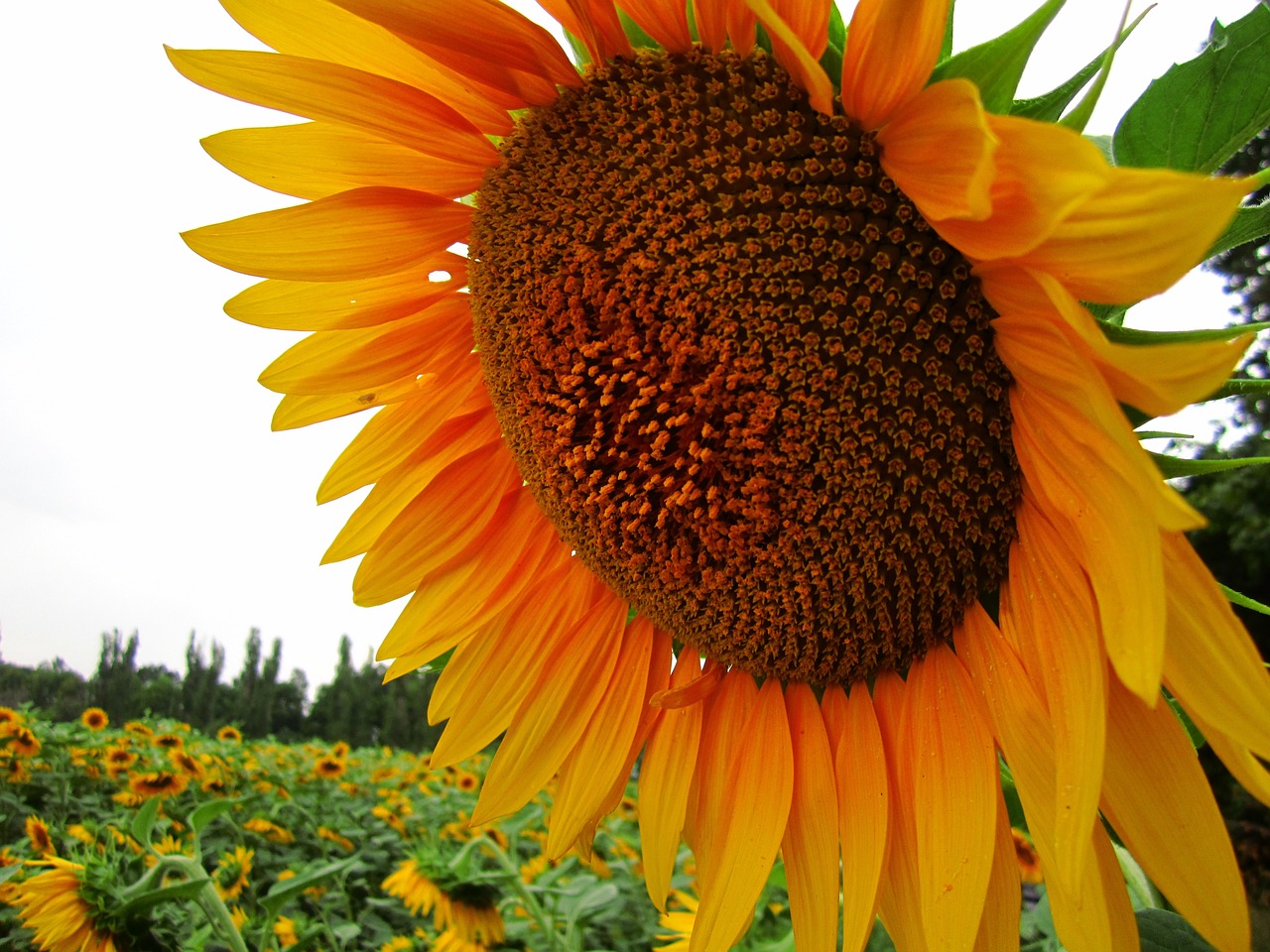 Download free photo of Sunflower,field,flower,plants,natue - from ...