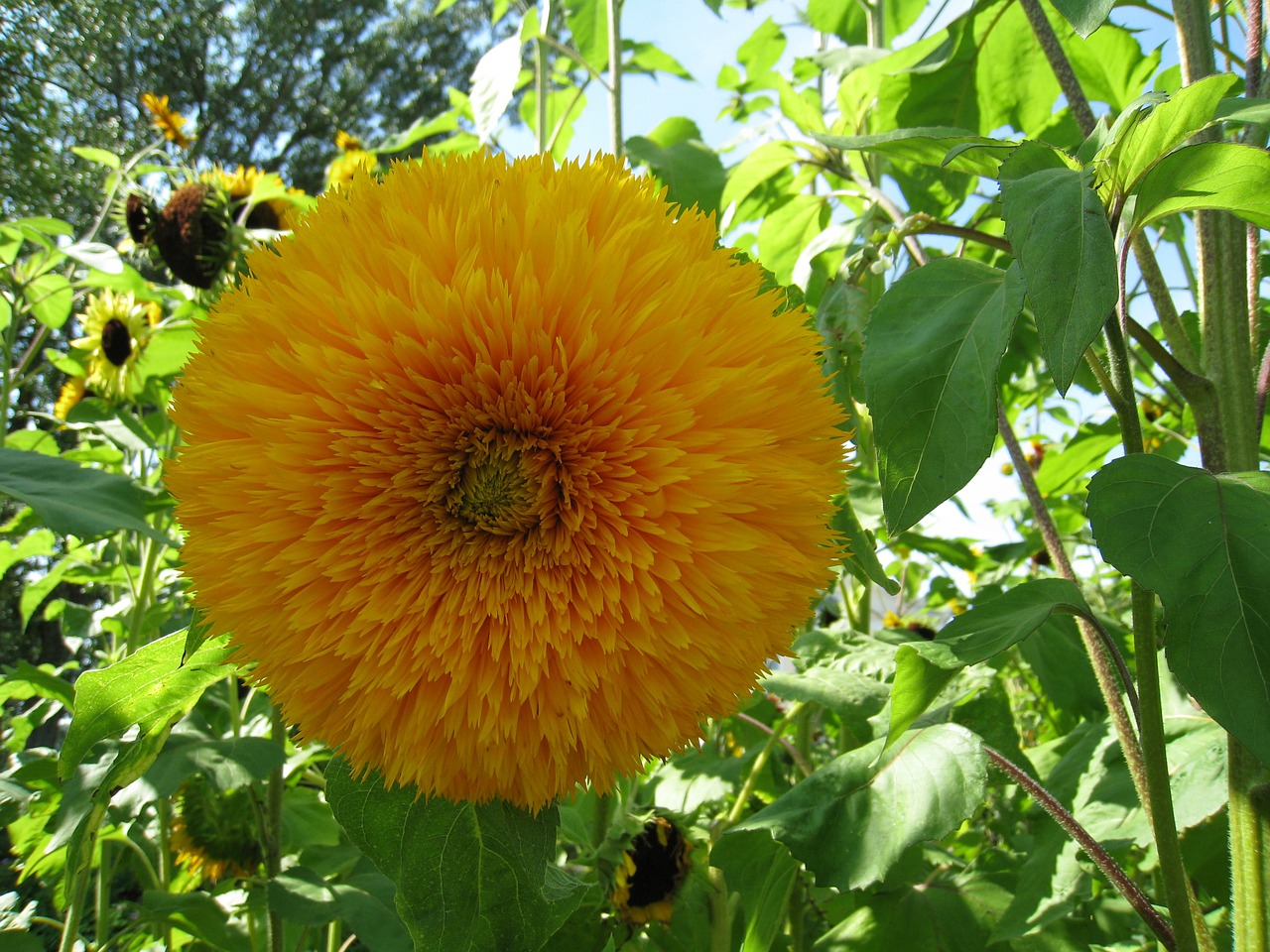 sunflower teddybear yellow free photo