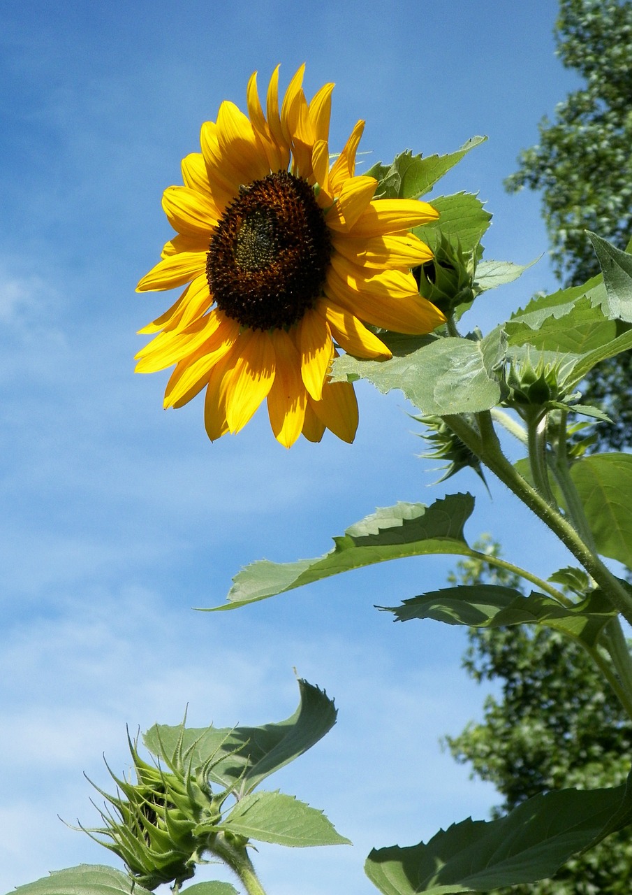 sunflower flower outdoor free photo