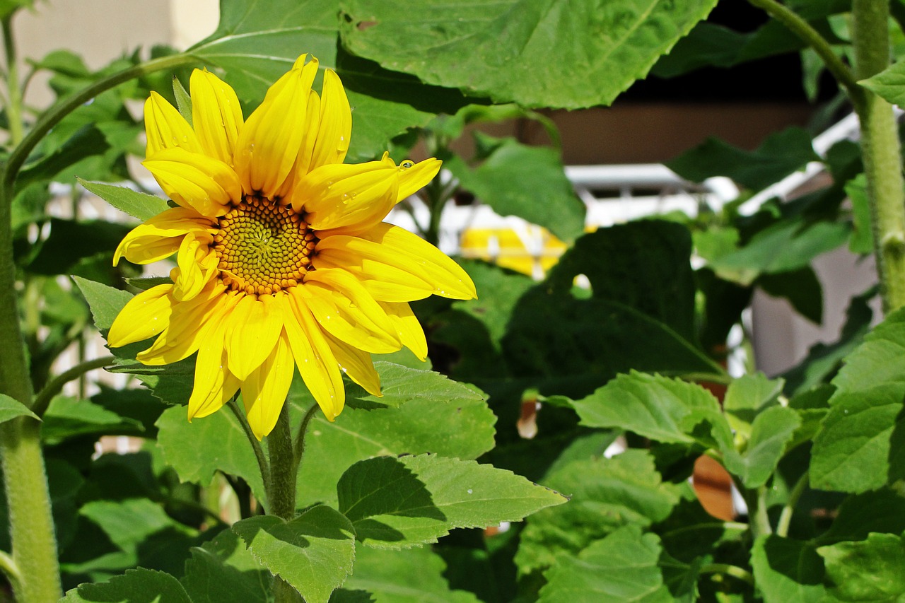 sunflower plant flower free photo