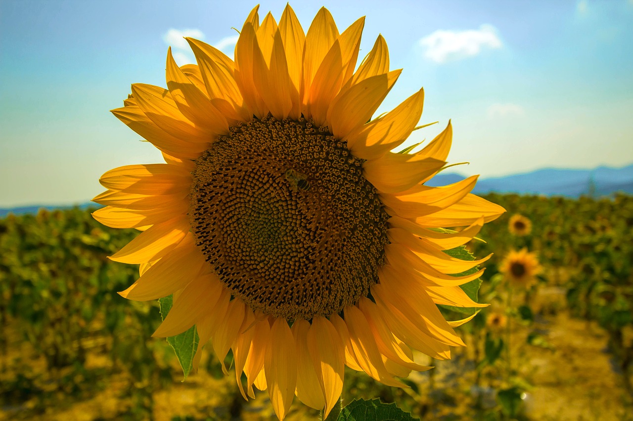 sunflower summer nature free photo