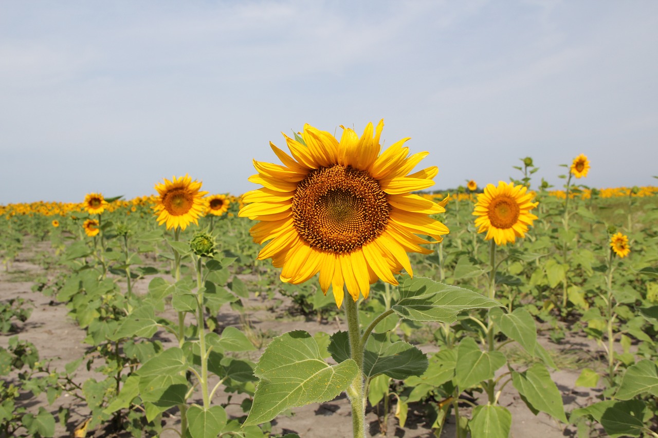 sunflower field summer free photo