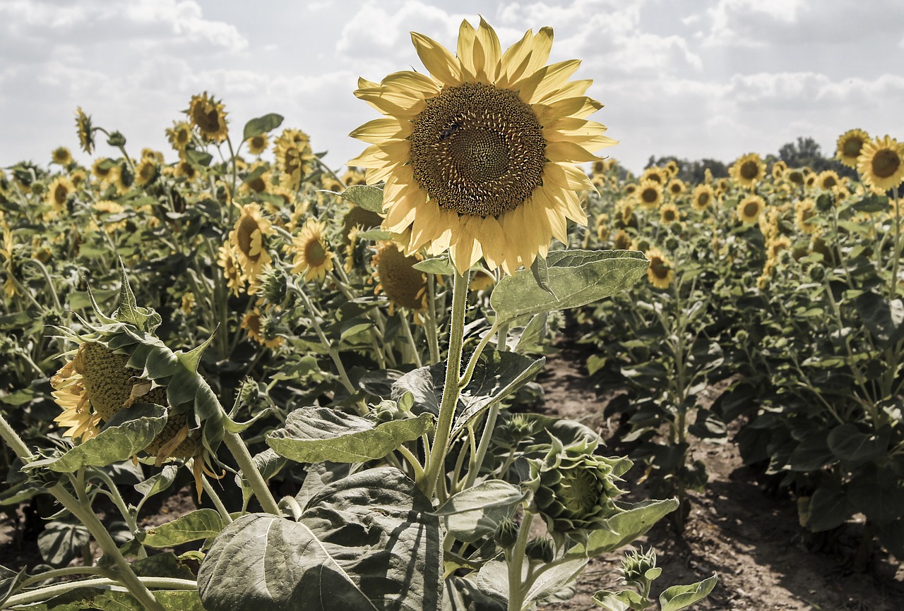 sunflower plant blossom free photo