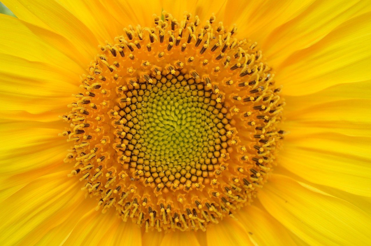 sunflower yellow heart free photo
