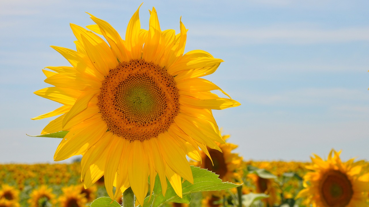 sunflower yellow flower sunflower field free photo