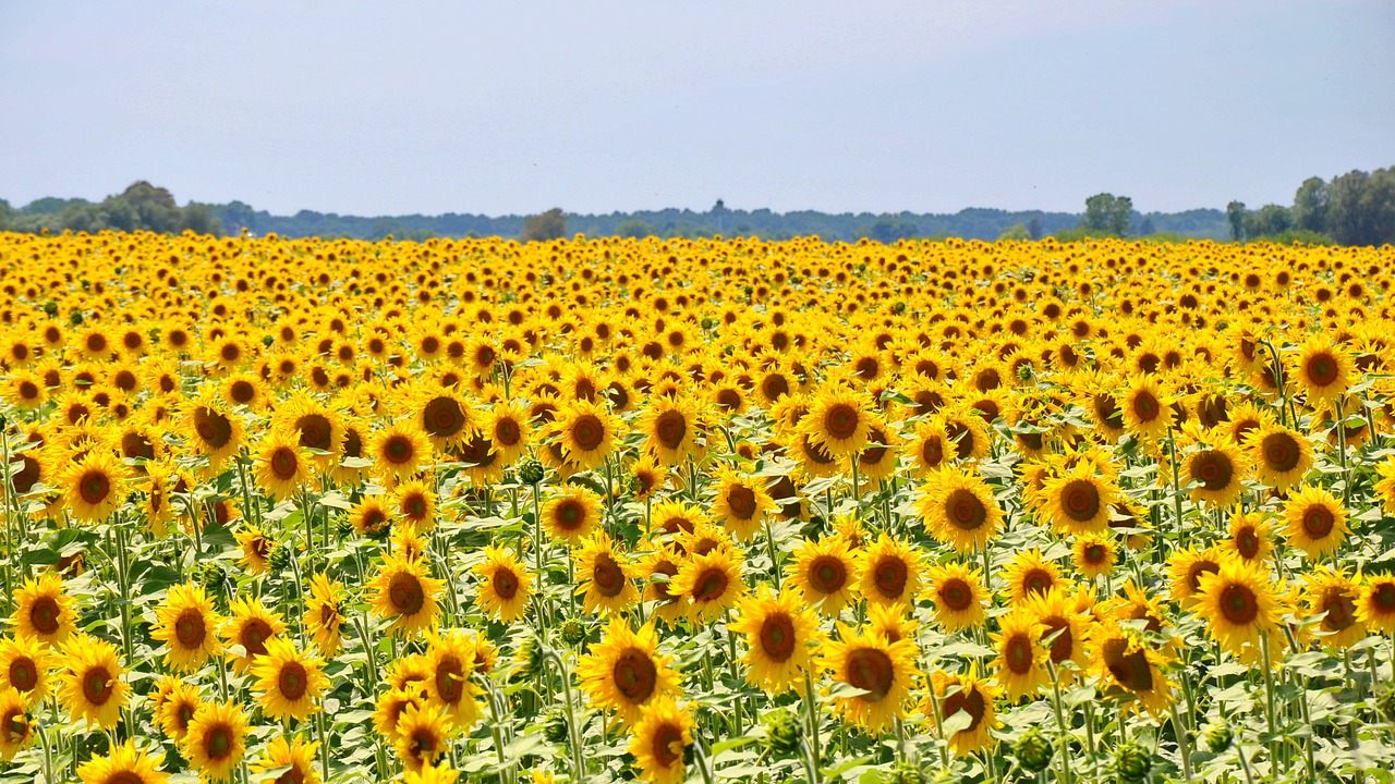 sunflower yellow flower sunflower field free photo