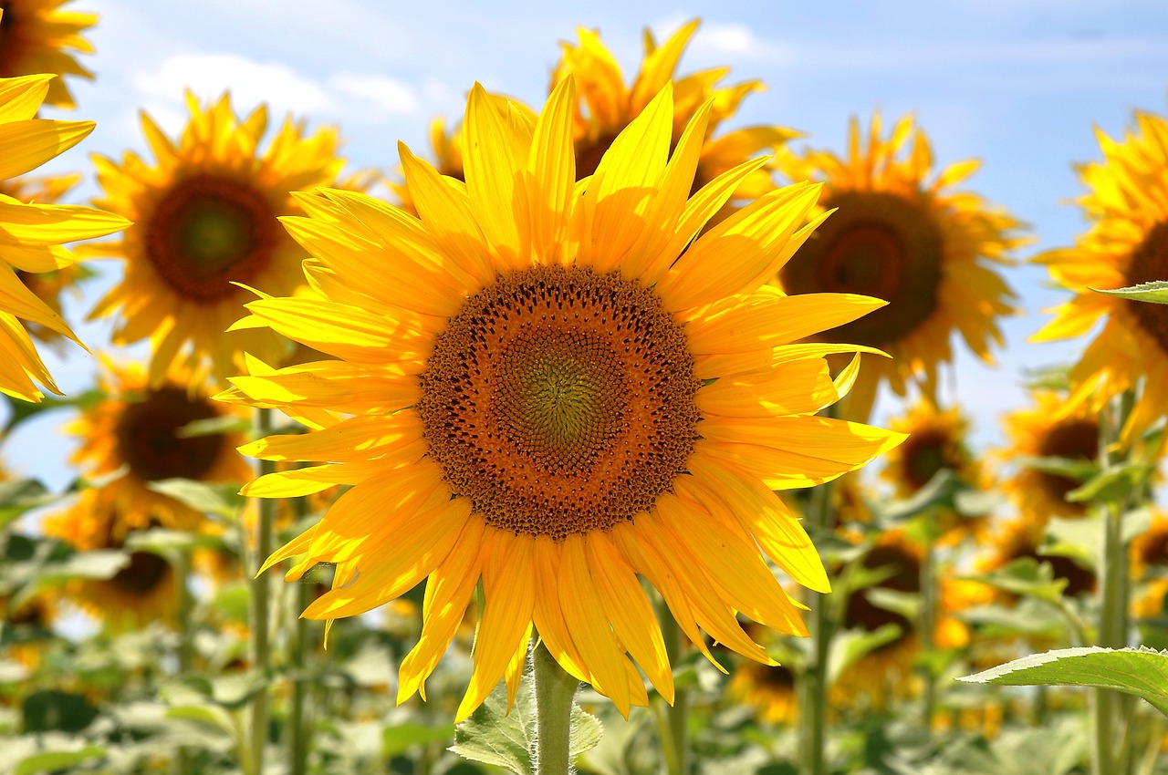 sunflower yellow flower sunflower field free photo