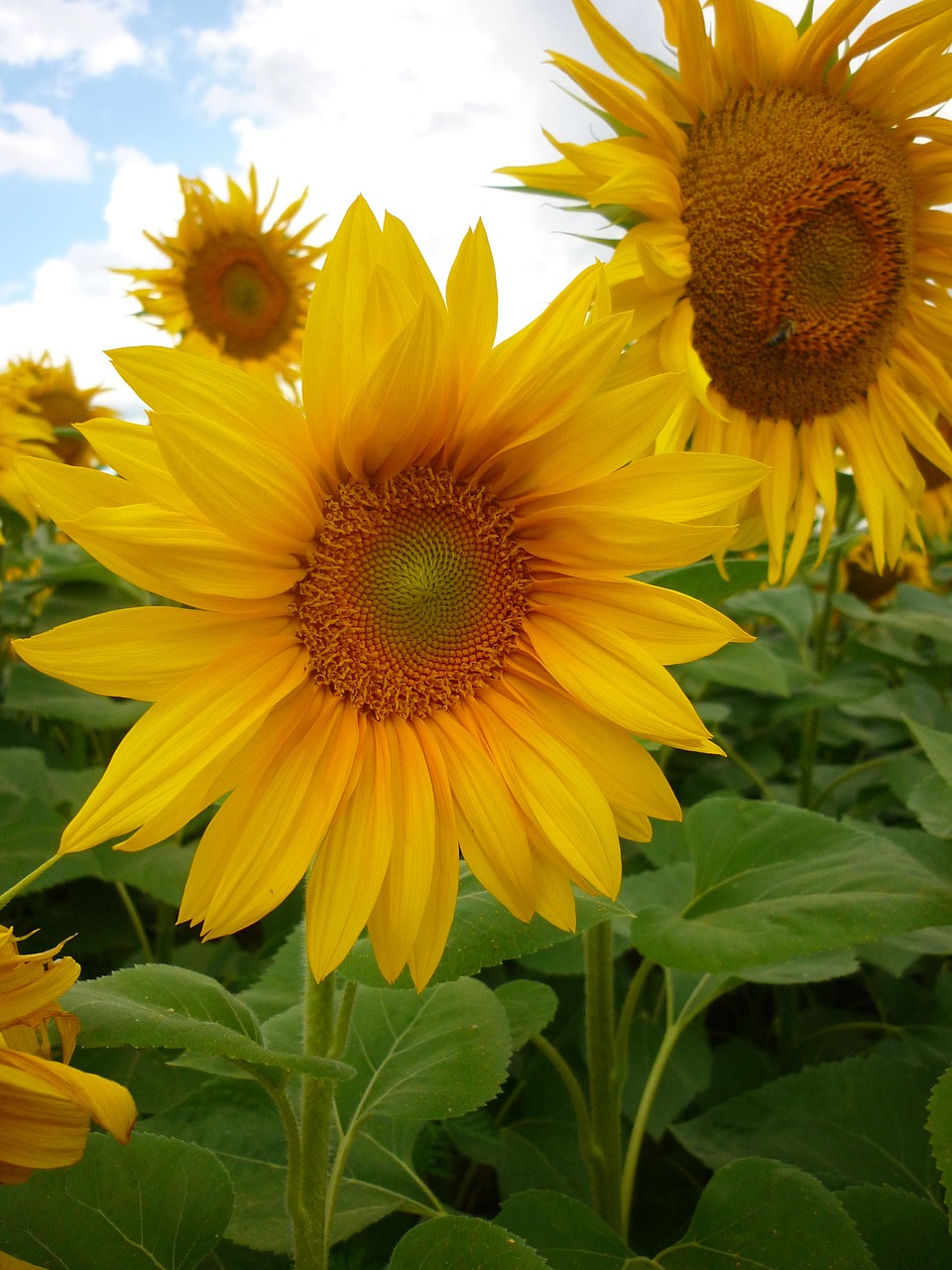 sunflower plant summer free photo