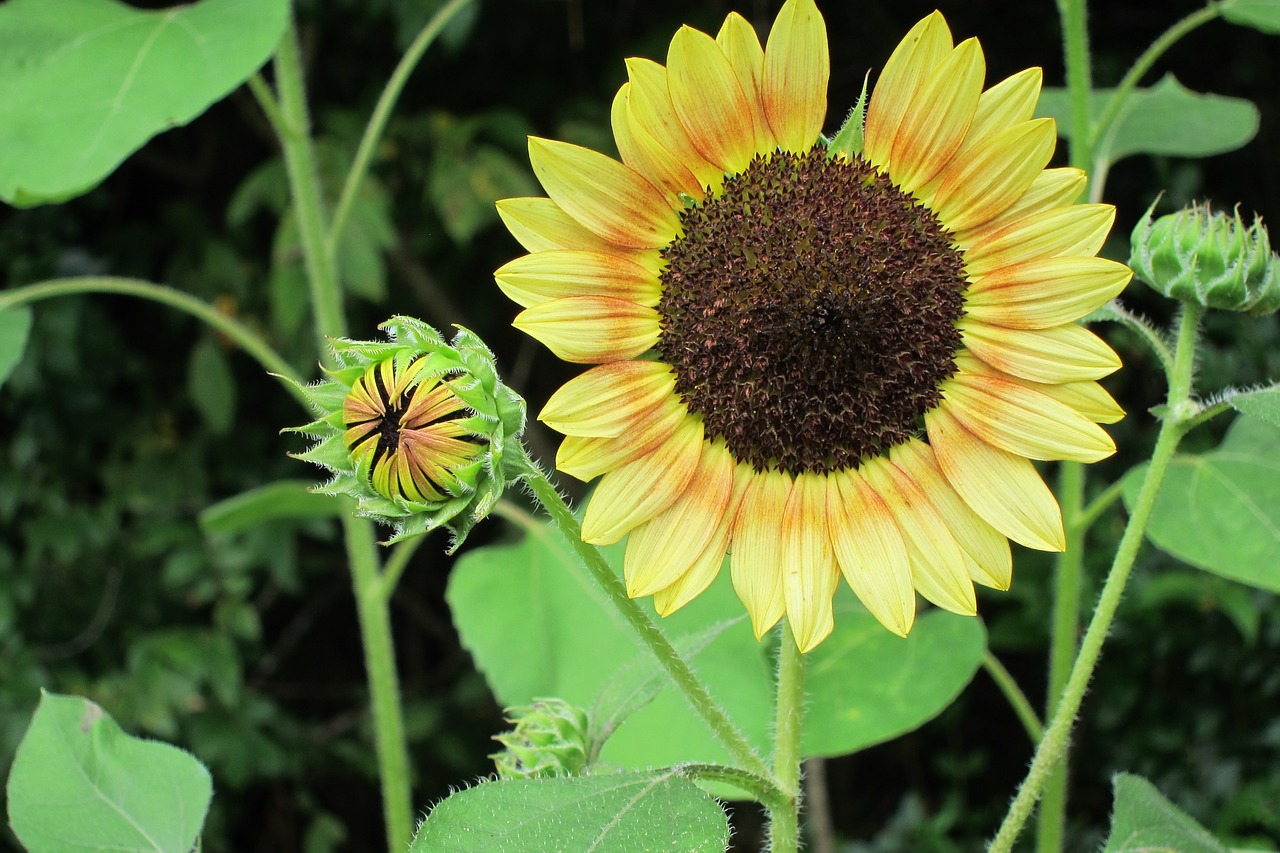 sunflower flower bud free photo