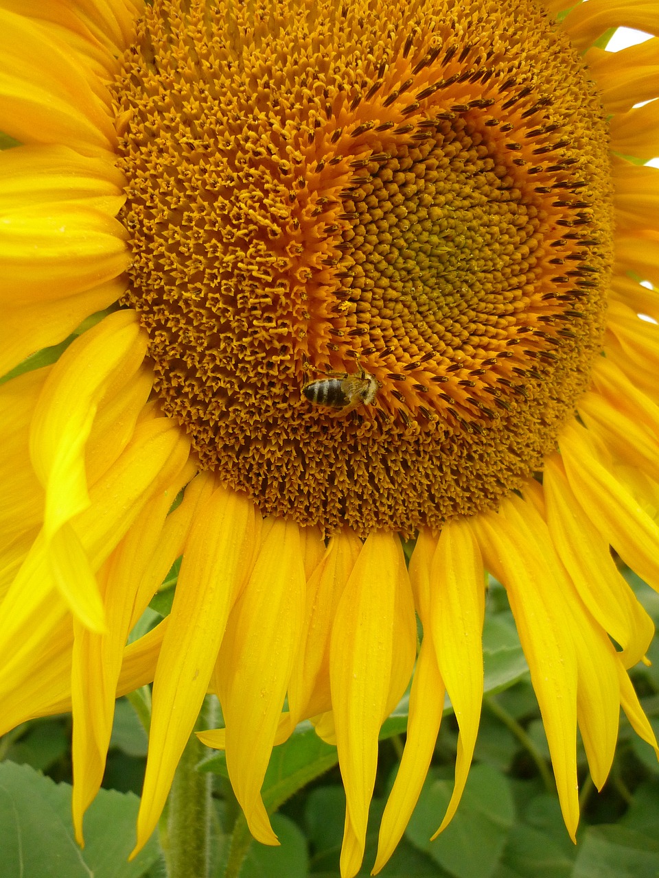 sunflower bee nature free photo