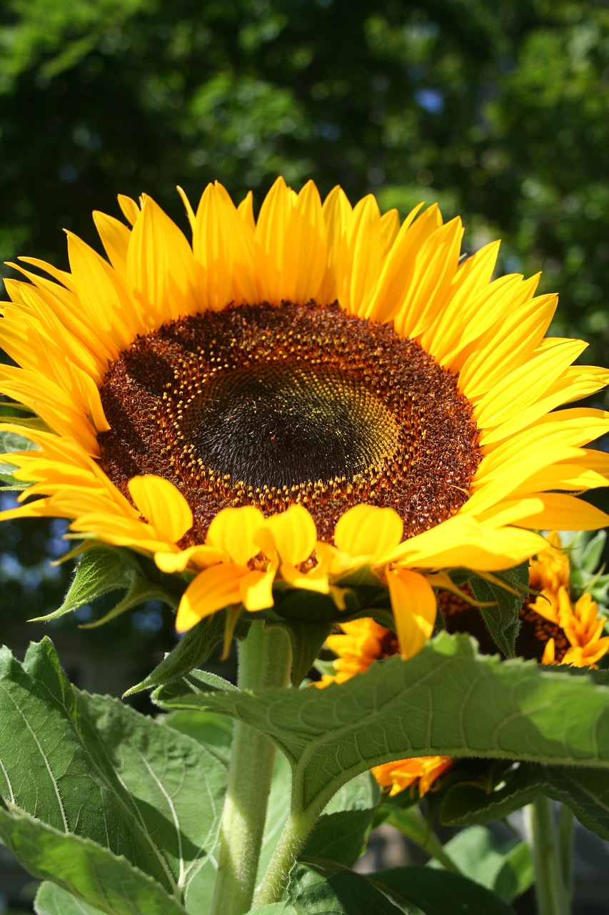 sunflower helianthus flower free photo