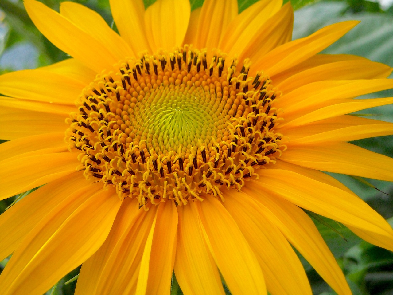 sunflower flower summer free photo