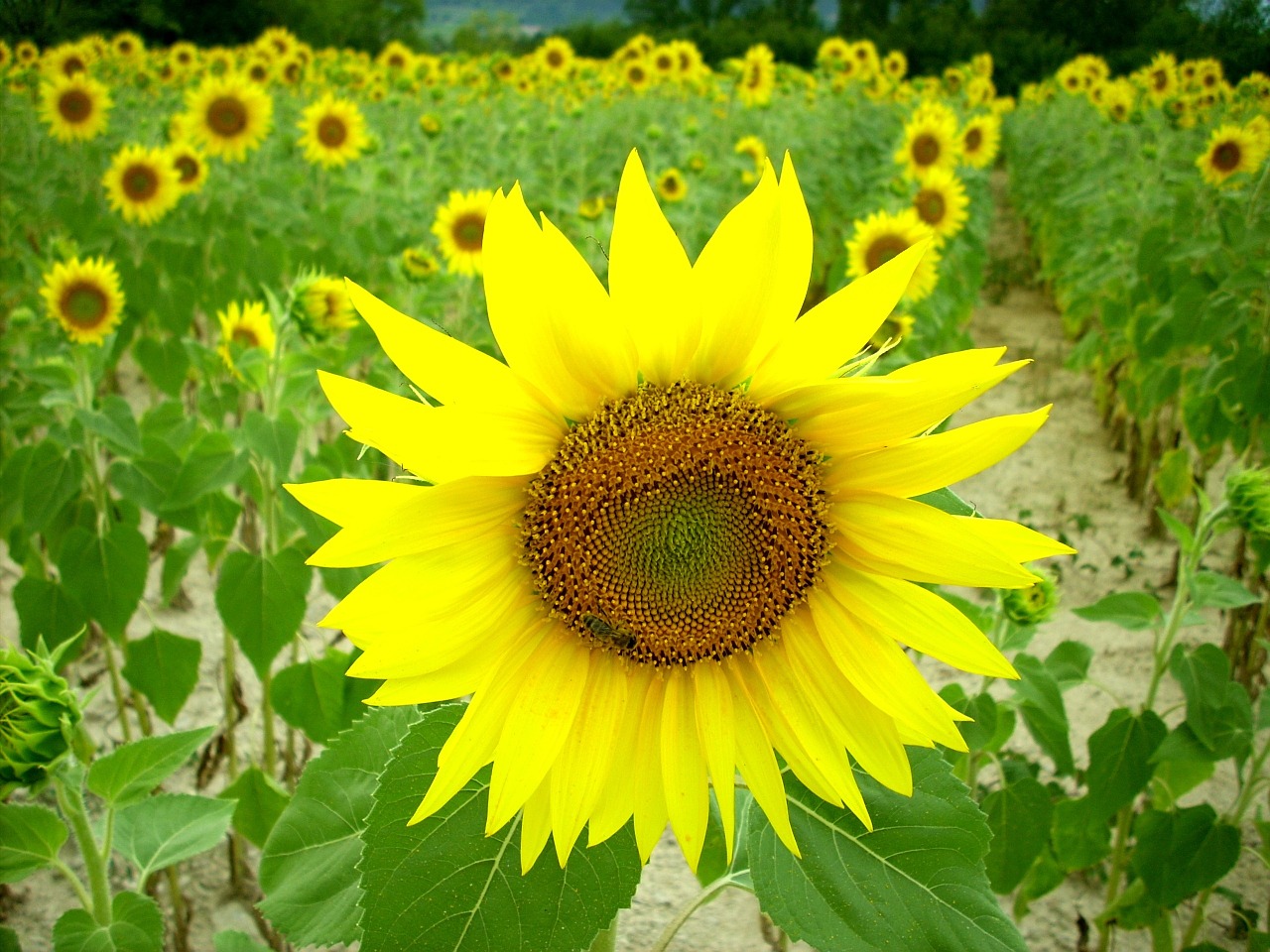 sunflower field yellow free photo