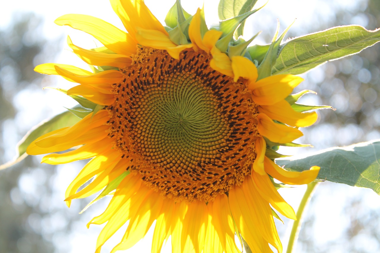 sunflower flower summer free photo