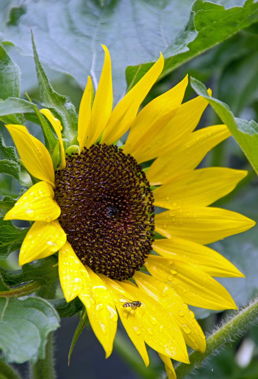 sunflower summer flowers free photo