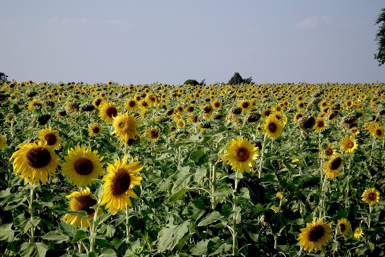 sunflower field yellow free photo