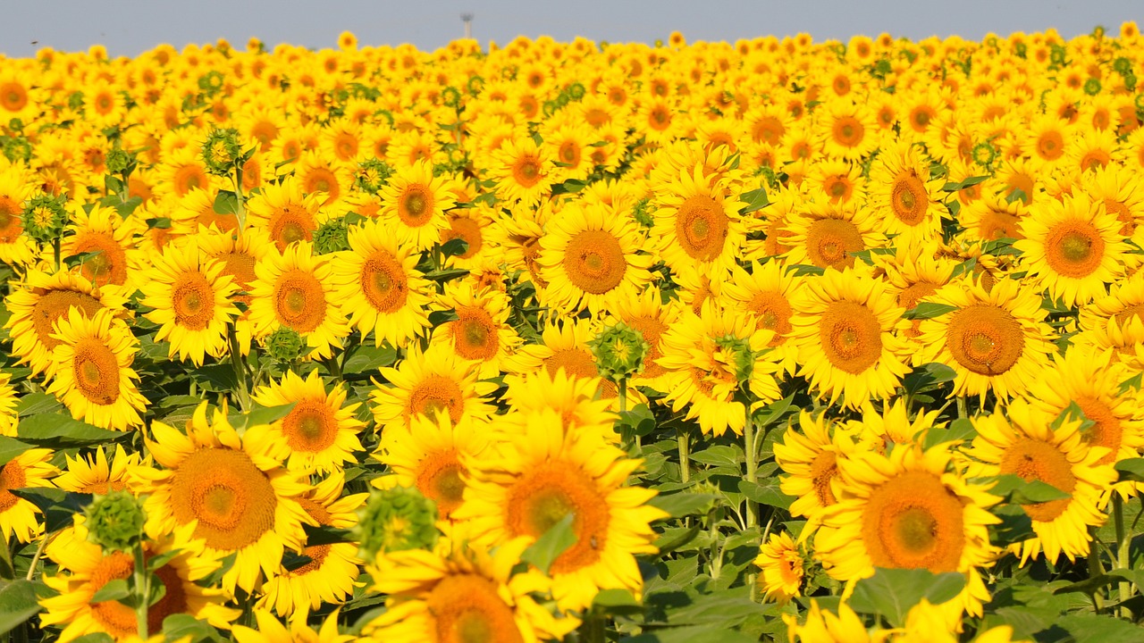 sunflower yellow flower sunflower field free photo