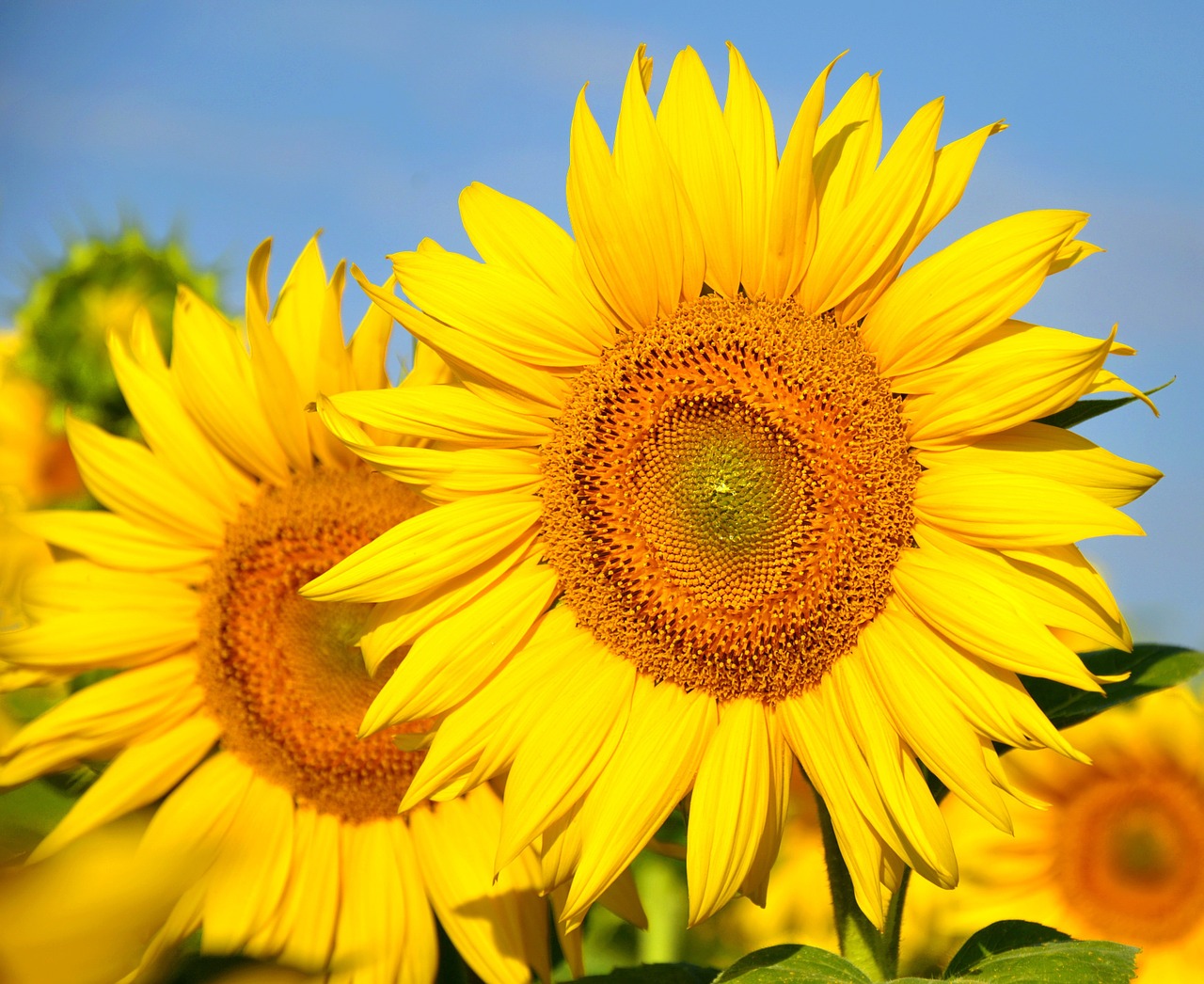 sunflower yellow flower sunflower field free photo