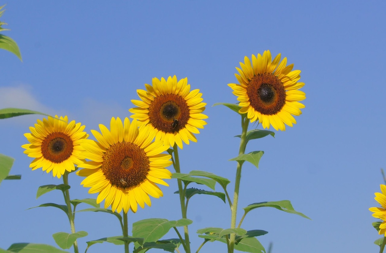 sunflower yellow blue free photo