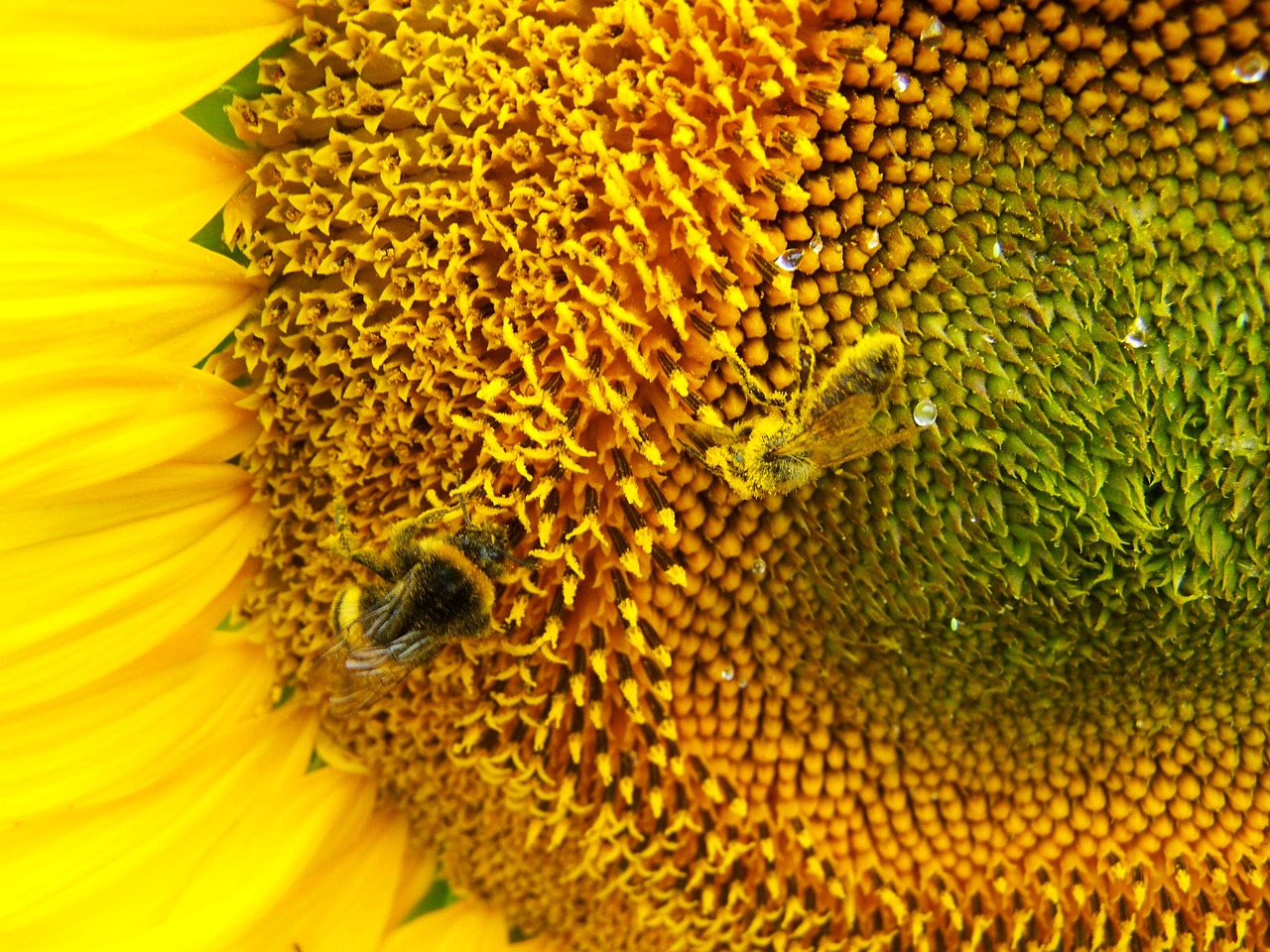 sunflower pollination cultural plants free photo