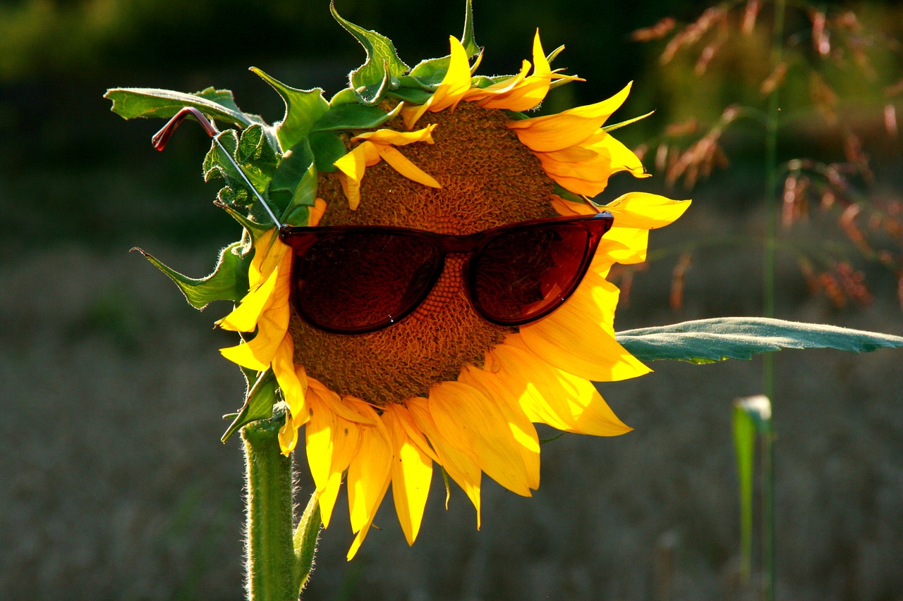 sunflower sunglasses yellow free photo