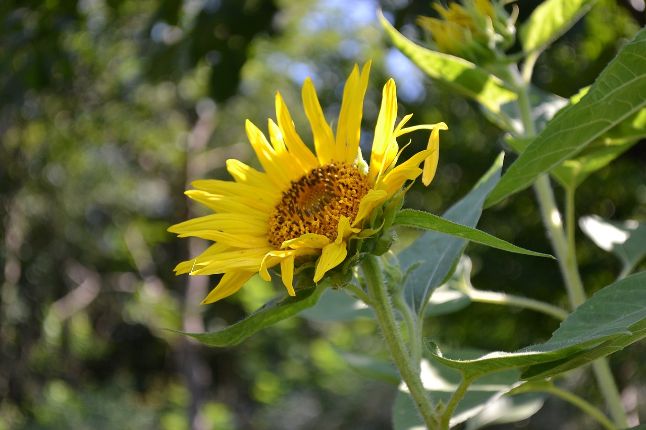 sunflower flower nature free photo