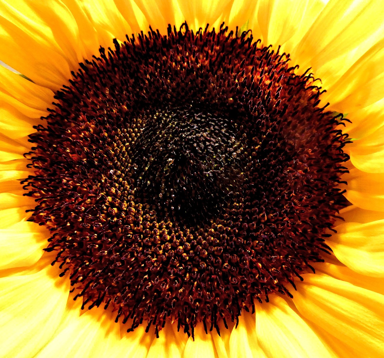 sunflower garden nature free photo