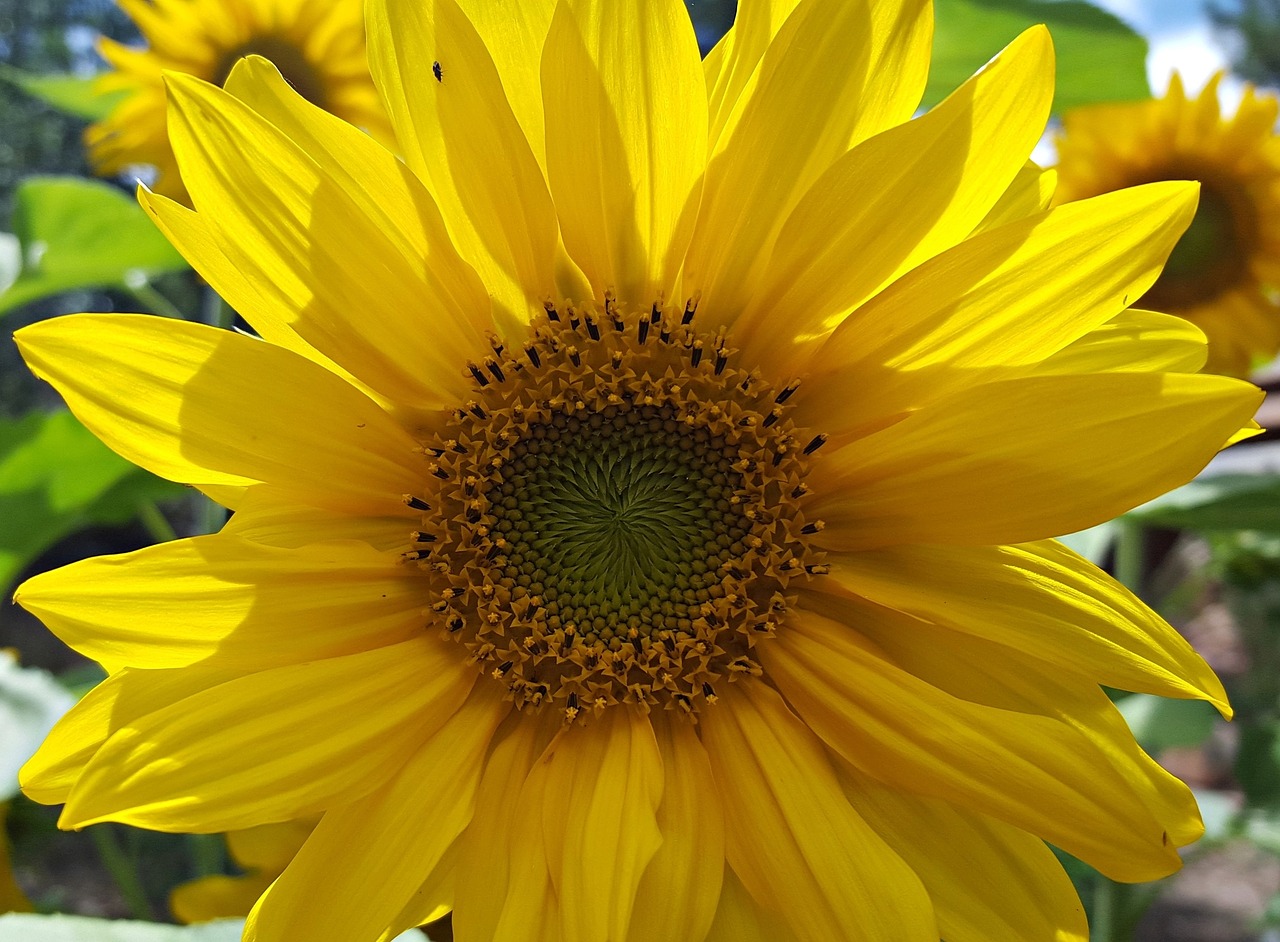 sunflower garden bug free photo