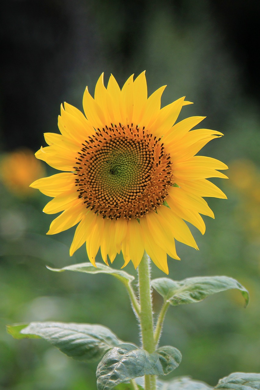 sunflower flower yellow free photo